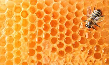 abejas