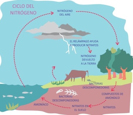 ciclo-del-nitrógeno